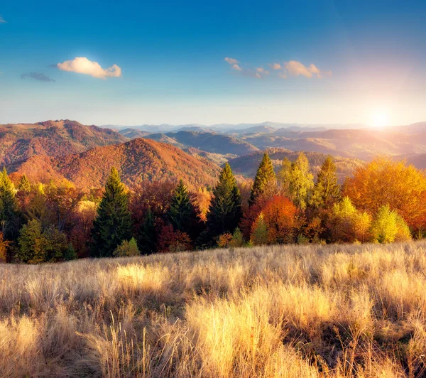 Majestic particolored forest — Stock Photo, Image