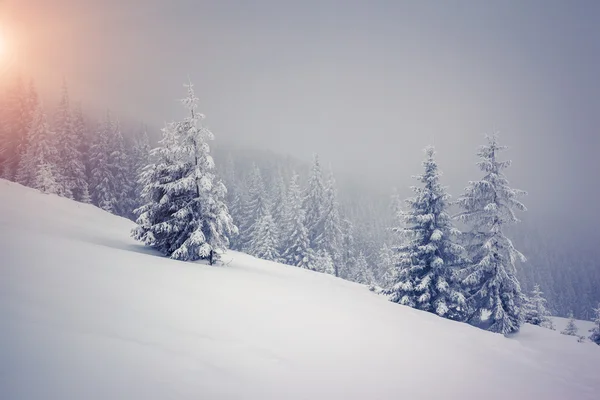 Dramatic wintry scene. — Zdjęcie stockowe