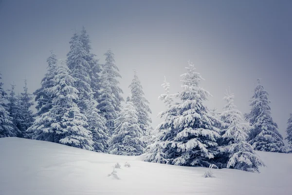 Dramatic wintry scene. — Stock Photo, Image