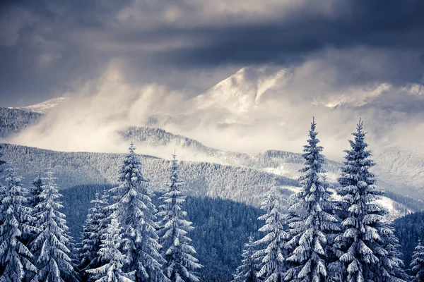 Dramatic wintry scene. — Foto Stock