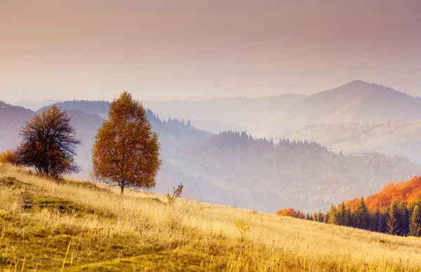 Majestic alone birch tree on a hill slope — ストック写真