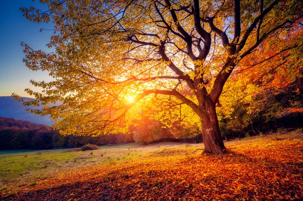 Árbol majestuoso solo haya en una ladera de la colina —  Fotos de Stock