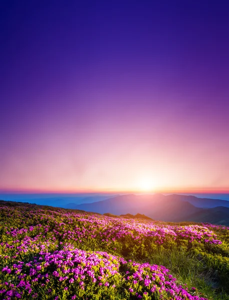 魔法のピンクのツツジの花 — ストック写真