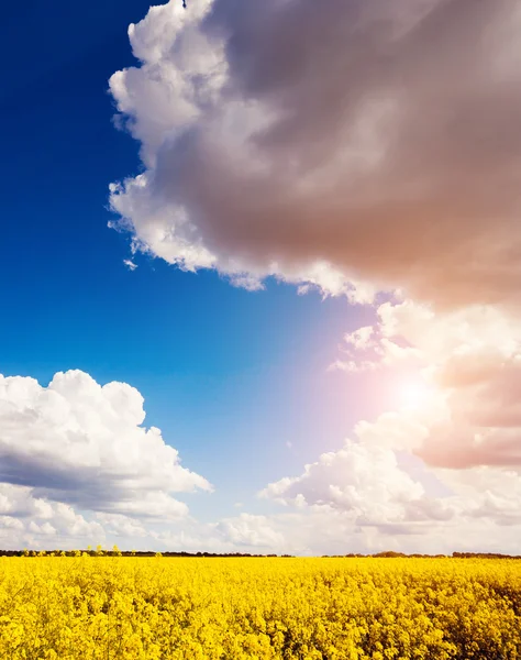 Gula blommor och blå himmel — Stockfoto