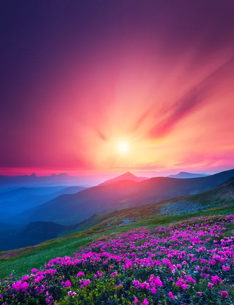 Paisaje flores fotos de stock, imágenes de Paisaje flores sin royalties | Depositphotos Paisaje flores fotos de stock, imágenes de Paisaje flores sin royalties | Depositphotos