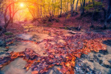 Görkemli renkli orman