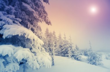 görkemli kış manzarası