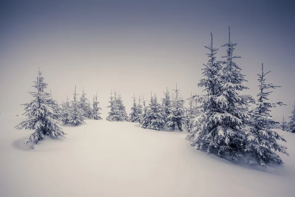 Fantasztikus táj ragyogó napfény által. — Stock Fotó