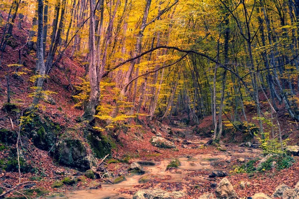 Majestosa floresta colorida — Fotografia de Stock