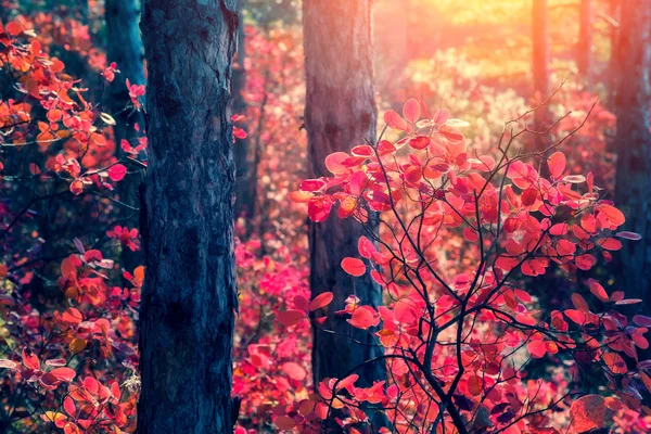 Fantastic forest with Cotinus coggygria. — Stock Photo, Image