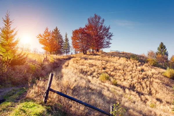 Majestic motley forest with sunny beams. — Stockfoto