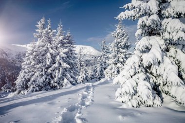 Dondurucu bir günde muhteşem beyaz süslemeler. Carpathian Ulusal Parkı, Ukrayna, Avrupa. Kış alp kayak merkezi. Egzotik kış manzarası. Mavi tonlama. Mutlu yıllar! Toprağın güzelliğini keşfedin.