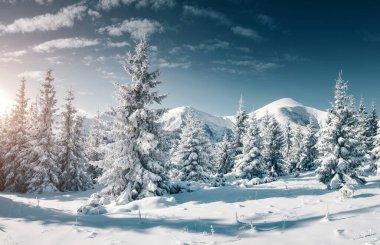 Dondurucu bir günde muhteşem beyaz süslemeler. Carpathian Ulusal Parkı, Ukrayna, Avrupa. Kış alp kayak merkezi. Egzotik kış manzarası. Mavi tonlama. Mutlu yıllar! Toprağın güzelliğini keşfedin.