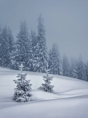 Peri masalı ormanında huzurlu bir an. Kayak merkezinde soğuk bir gün. Carpathian Ulusal Parkı, Ukrayna, Avrupa. Yürüyüş konseptinin manzaralı görüntüsü. Mükemmel duvar kağıtları. Toprağın güzelliğini keşfedin.