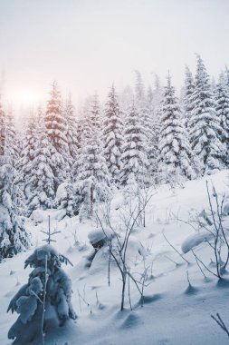 Peri masalı ormanının manzaralı görüntüsü. Soğuk bir gün. Carpathian Ulusal Parkı, Ukrayna, Avrupa. Vahşi doğanın resmi. Turizm tatili için mükemmel duvar kağıtları. Toprağın güzelliğini keşfedin.