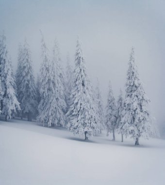 Peri masalı ormanının manzaralı görüntüsü. Soğuk bir gün. Carpathian Ulusal Parkı, Ukrayna, Avrupa. Vahşi doğanın resmi. Turizm tatili için mükemmel duvar kağıtları. Toprağın güzelliğini keşfedin.