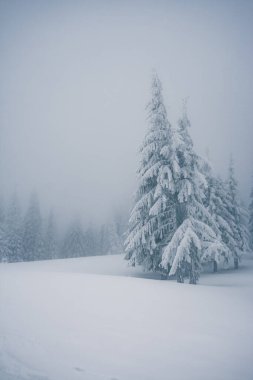 Peri masalı ormanının manzaralı görüntüsü. Soğuk bir gün. Carpathian Ulusal Parkı, Ukrayna, Avrupa. Vahşi doğanın resmi. Turizm tatili için mükemmel duvar kağıtları. Toprağın güzelliğini keşfedin.