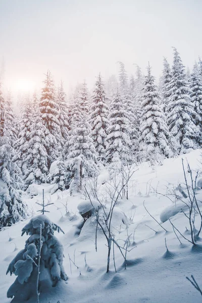 Peri masalı ormanının manzaralı görüntüsü. Soğuk bir gün. Carpathian Ulusal Parkı, Ukrayna, Avrupa. Vahşi doğanın resmi. Turizm tatili için mükemmel duvar kağıtları. Toprağın güzelliğini keşfedin.