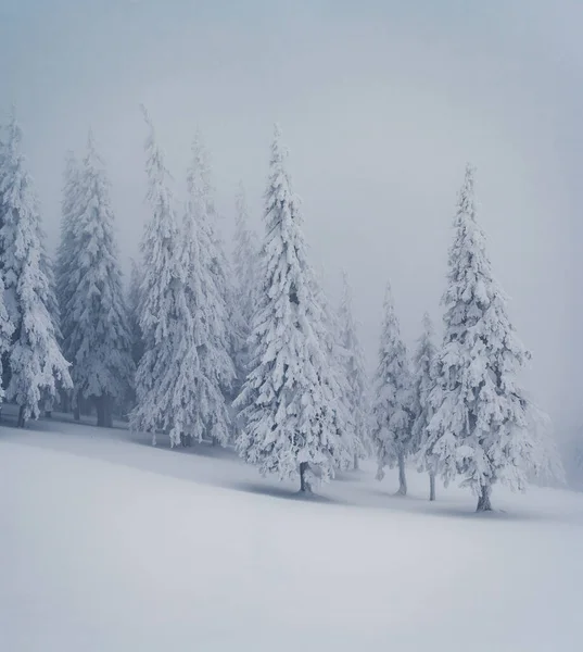 Peri masalı ormanının manzaralı görüntüsü. Soğuk bir gün. Carpathian Ulusal Parkı, Ukrayna, Avrupa. Vahşi doğanın resmi. Turizm tatili için mükemmel duvar kağıtları. Toprağın güzelliğini keşfedin.