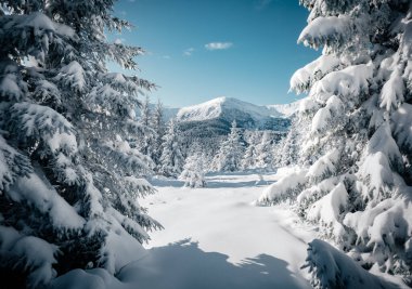 Güneş ışığıyla parlayan çiçeklerin sihirli görüntüsü. Soğuk bir gün, muhteşem bir kış manzarası. Ukrayna, Avrupa 'daki Karpatlar Milli Parkı' nda. İklim değişikliği. Güzel duvar kağıdı. Mutlu yıllar! Güzellik dünyası.