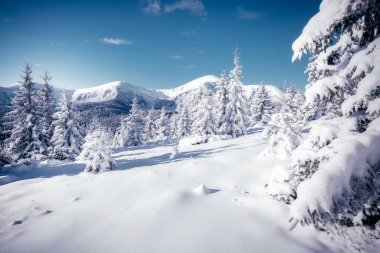 Güneş ışığıyla parlayan çiçeklerin sihirli görüntüsü. Soğuk bir gün, muhteşem bir kış manzarası. Ukrayna, Avrupa 'daki Karpatlar Milli Parkı' nda. İklim değişikliği. Güzel duvar kağıdı. Mutlu yıllar! Güzellik dünyası.