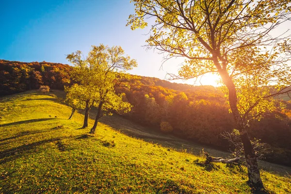 Güneşli kirişlerdeki parlak ağaçların çarpıcı görüntüsü. Muhteşem bir gün ve canlı bir sahne. Kırmızı ve sarı yapraklar. Mekan Karpatlar, Ukrayna, Avrupa. Sıcak bir ton. Güzellik dünyası. Dünyanın en iyi duvar kağıtları.