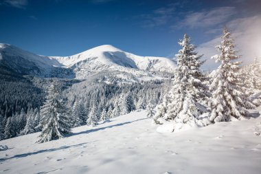 Soğuk bir günde canlı beyaz çim yaprakları. Carpathian Ulusal Parkı, Ukrayna, Avrupa. Kayak merkezi. Egzotik kış manzarası. Çekici kış duvar kâğıdı. Mutlu yıllar! Toprağın güzelliğini keşfedin.