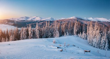 Peri masalı koruluğunun muhteşem manzarası. Karpat Dağları, Ukrayna, Avrupa. Soğuk bir günde büyülü kış sahnesi. Tatil konsepti. Mükemmel bir kış duvar kağıdı. Toprağın güzelliğini keşfedin.