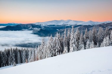 Peri masalı koruluğunun muhteşem manzarası. Karpat Dağları, Ukrayna, Avrupa. Soğuk bir günde büyülü kış sahnesi. Tatil konsepti. Mükemmel bir kış duvar kağıdı. Toprağın güzelliğini keşfedin.