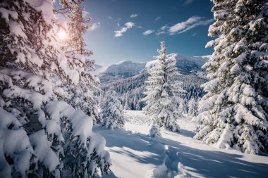 Dondurucu bir günde muhteşem beyaz süslemeler. Carpathian Ulusal Parkı, Ukrayna, Avrupa. Kayak merkezi. Egzotik kış manzarası. Muhteşem kış duvar kâğıdı. Mutlu yıllar! Toprağın güzelliğini keşfedin.
