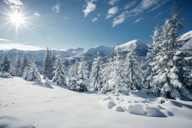 Soğuk bir günde büyülü beyaz süslemeler. Karpat Dağı, Ukrayna, Avrupa. Alp kayak merkezi. Egzotik kış manzarası. Muhteşem kış duvar kâğıdı. Mutlu yıllar! Toprağın güzelliğini keşfedin.