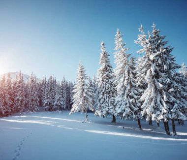 Soğuk bir günde büyülü beyaz süslemeler. Carpathian Ulusal Parkı, Ukrayna, Avrupa. Kış alp kayak merkezi. Egzotik kış manzarası. Mavi tonlama. Mutlu yıllar! Toprağın güzelliğini keşfedin.