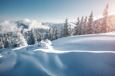 Dondurucu bir günde muhteşem beyaz süslemeler. Carpathian Ulusal Parkı, Ukrayna, Avrupa. Kayak merkezi. Egzotik kış manzarası. Muhteşem kış duvar kâğıdı. Mutlu yıllar! Toprağın güzelliğini keşfedin.