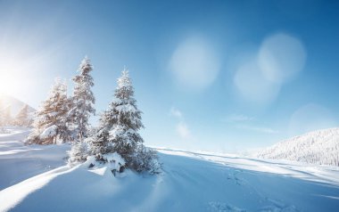 Soğuk bir günde, beyaz ladin çiçekleri. Karpat Dağı, Ukrayna, Avrupa. Alp kayak merkezi. Egzotik kış manzarası. Muhteşem kış duvar kâğıdı. Mutlu yıllar! Toprağın güzelliğini keşfedin.