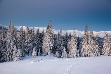 Soğuk bir günde canlı beyaz çim yaprakları. Carpathian Ulusal Parkı, Ukrayna, Avrupa. Kayak merkezi. Egzotik kış manzarası. Çekici kış duvar kâğıdı. Mutlu yıllar! Toprağın güzelliğini keşfedin.