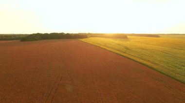 Olgun kolza tohumunun hava görüntüleri kuşbakışı hasat için hazır. Tarım endüstrisi. Ukrayna, Avrupa 'nın tarım bölgesi. Sinematik drone çekimi. UHD 4k video 'da çekildi. Güzel toprak.