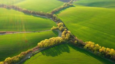 Tarım alanının dalgalanan yeşil bir görüntüsü, kuş bakışı. Tarım endüstrisi. Ukrayna 'nın tarım bölgesi, Avrupa. Sinematik drone çekimi. Toprağın güzelliği. UHD 4k video ile çekildi.
