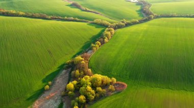 Tarım alanının dalgalanan yeşil bir görüntüsü, kuş bakışı. Tarım endüstrisi. Ukrayna 'nın tarım bölgesi, Avrupa. Sinematik drone çekimi. Toprağın güzelliği. UHD 4k video ile çekildi.