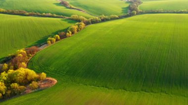Tarım alanının dalgalanan yeşil bir görüntüsü, kuş bakışı. Tarım endüstrisi. Ukrayna 'nın tarım bölgesi, Avrupa. Sinematik drone çekimi. Toprağın güzelliği. UHD 4k video ile çekildi.