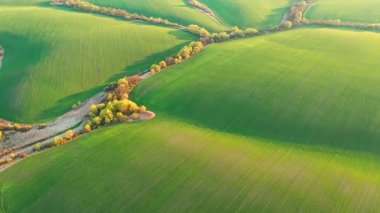 Yeşil dalgalanan tarımın muhteşem bir görüntüsü. UHD 4k video ile çekildi.