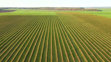 Yeşil sıra kuşüzümü çalılarının güneş ışığındaki hava görüntüleri. Kuş bakışı. Tarım bölgesi Ukrayna, Avrupa. Tarım endüstrisi kavramı. Sinematik drone çekimi. UHD 4k video ile çekildi. 