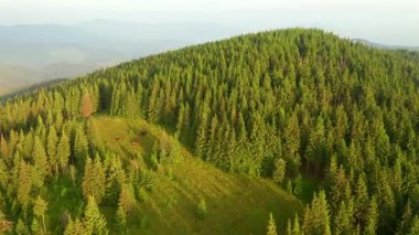 Kuş bakışı vahşi dağların muhteşem görüntüleri var. Yeri Karpatya Ulusal Doğa Parkı, Ukrayna, Avrupa. Sinematik drone çekimi. UHD 4k video 'da çekildi. Toprağın güzelliği.