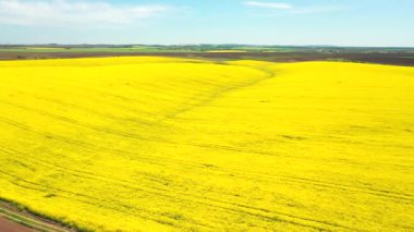 Kuş bakışı parlak sarı tarlaların çiçek açan kolza tohumu görüntüleri. Ukrayna, Avrupa 'nın tarım bölgesi. Sinematik drone çekimi. UHD 4k video 'da çekildi. Toprağın güzelliği.