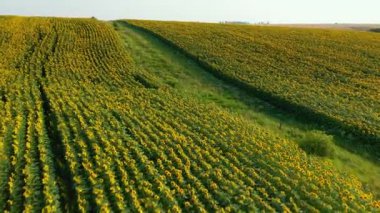 Kuşbakışı parlak ayçiçekleri, resimli tarım arazilerinin hava görüntüleri. Ukrayna, Avrupa 'nın tarım bölgesi. Sinematik drone çekimi. UHD 4k video 'da çekildi. Toprağın güzelliği.