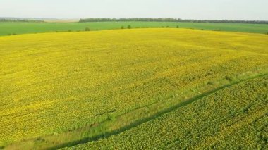 Kuşbakışı parlak ayçiçekleri, resimli tarım arazilerinin hava görüntüleri. Ukrayna, Avrupa 'nın tarım bölgesi. Sinematik drone çekimi. UHD 4k video 'da çekildi. Toprağın güzelliği.