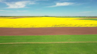 Tarım alanının hava görüntüleri ve kuş bakışı sarı kolza tohumu tarlaları. Ukrayna, Avrupa 'nın tarım bölgesi. Sinematik drone çekimi. UHD 4k video 'da çekildi. Güzel toprak.