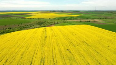 Kuş bakışı parlak sarı tarlaların çiçek açan kolza tohumu görüntüleri. Ukrayna, Avrupa 'nın tarım bölgesi. Tarım endüstrisi. Sinematik drone çekimi. UHD 4k video ile çekildi. 