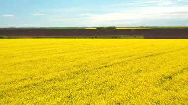 Aerial footage of bright yellow fields of flowering rapeseed from a bird's eye view. Location place agrarian region Ukraine, Europe. Cinematic drone shot. Filmed in UHD 4k video. Beauty of earth.