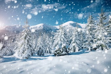 Soğuk bir günde canlı beyaz çim yaprakları. Carpathian Ulusal Parkı, Ukrayna, Avrupa. Alp kayak merkezi. Egzotik kış manzarası. Idyllic kış duvar kağıdı. Mutlu yıllar! Toprağın güzelliğini keşfedin.