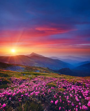 Büyüleyici pembe çiçek rhododendronları sihirli günbatımında. Karpat Dağı, Ukrayna, Avrupa. Güzel doğa manzarası. Cennet gibi bir duvar kağıdının manzaralı görüntüsü. Toprağın güzelliğini keşfedin.